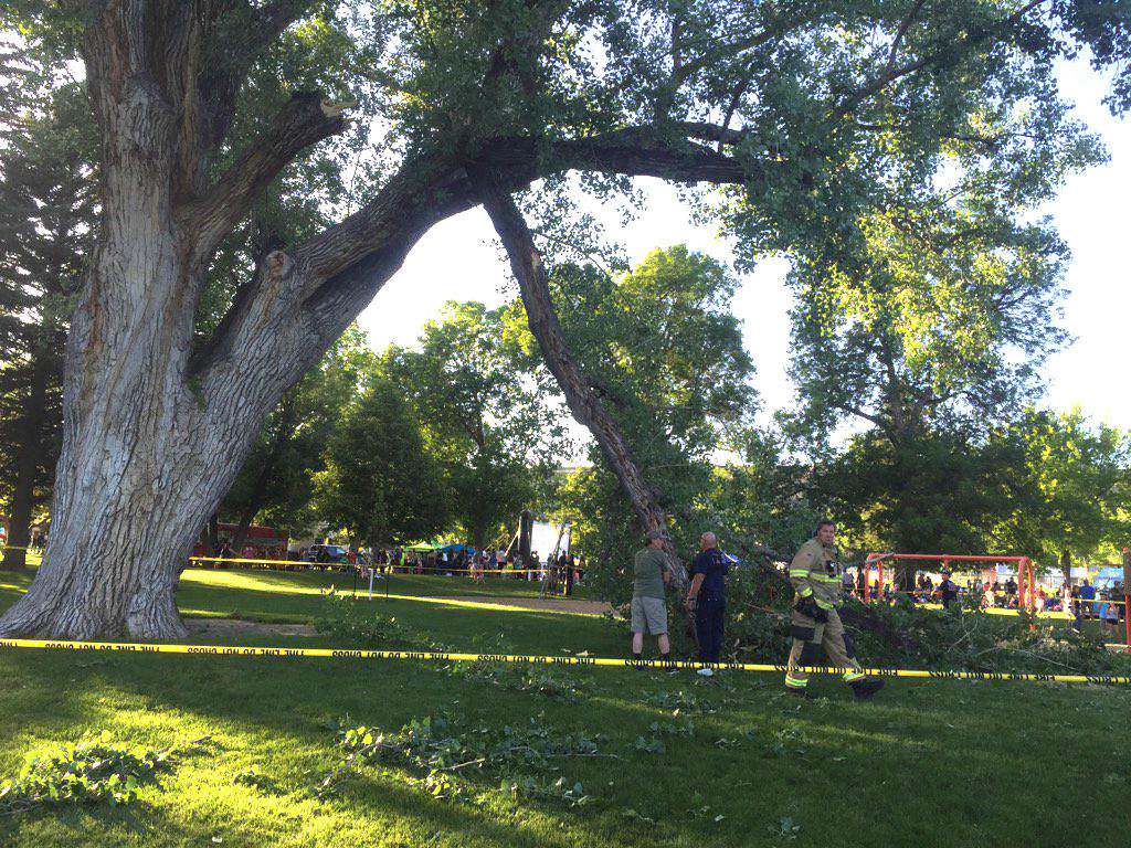 Veteran's Park tree branch falls on, injures man